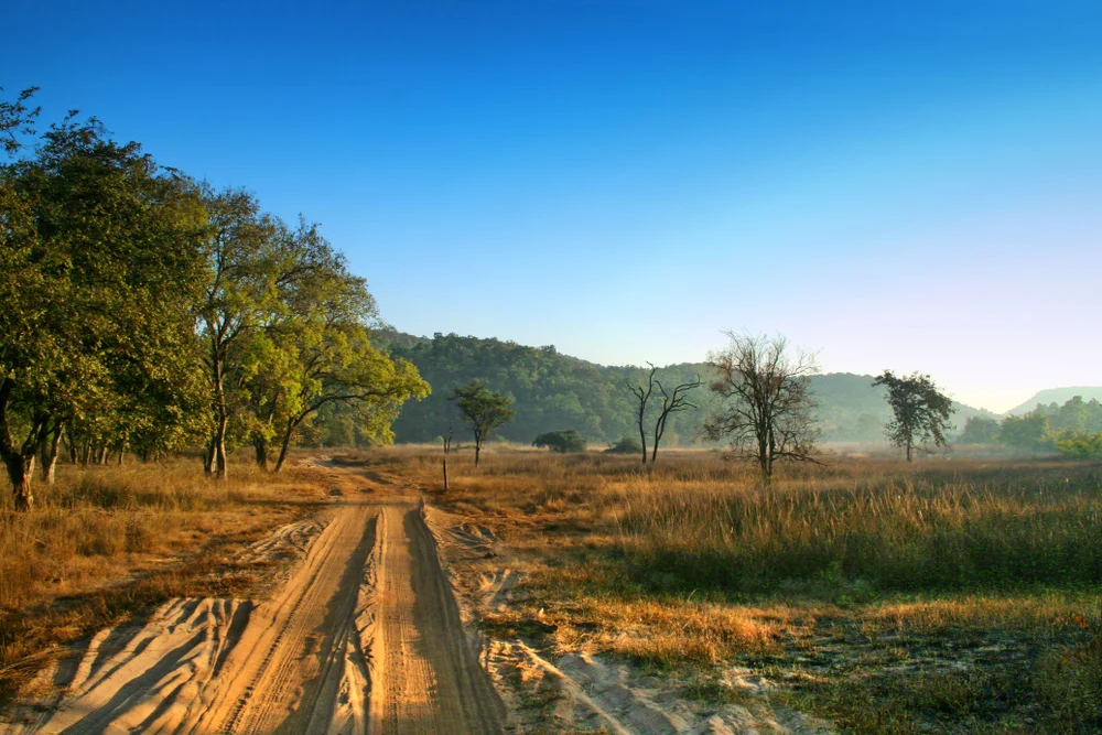 Wildlife landscape at Bandhavgarh National Park