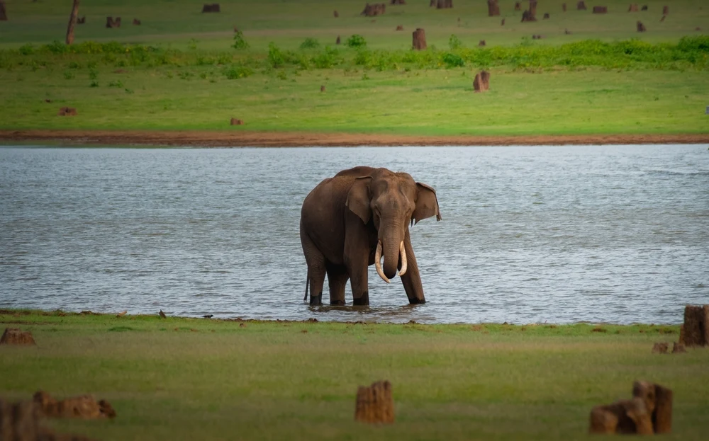 Landscape in Bandipur Tiger Reserve