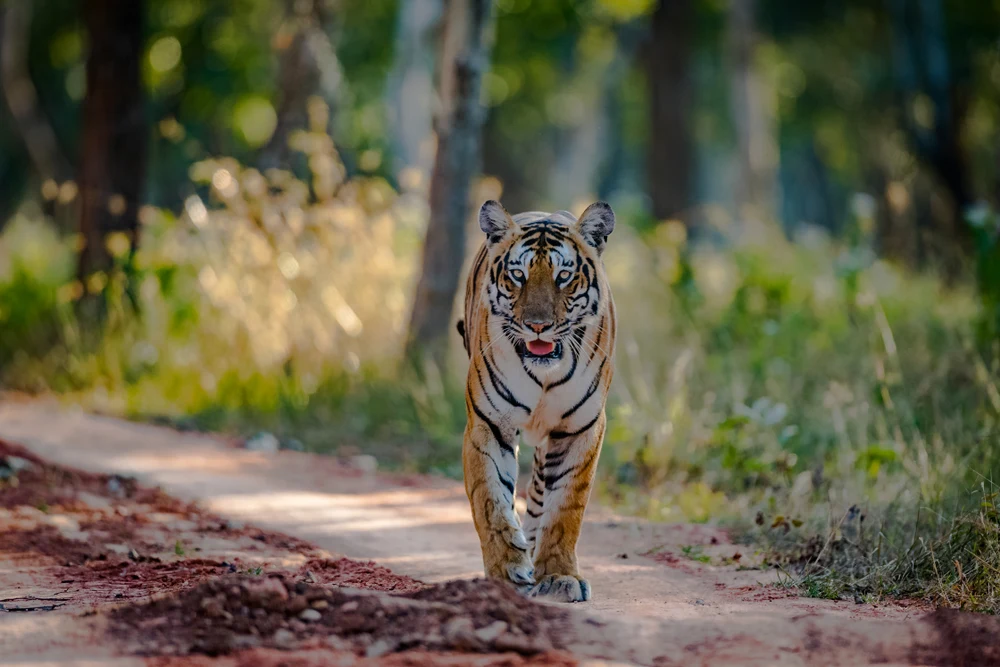 Wildlife in Bandipur National Park