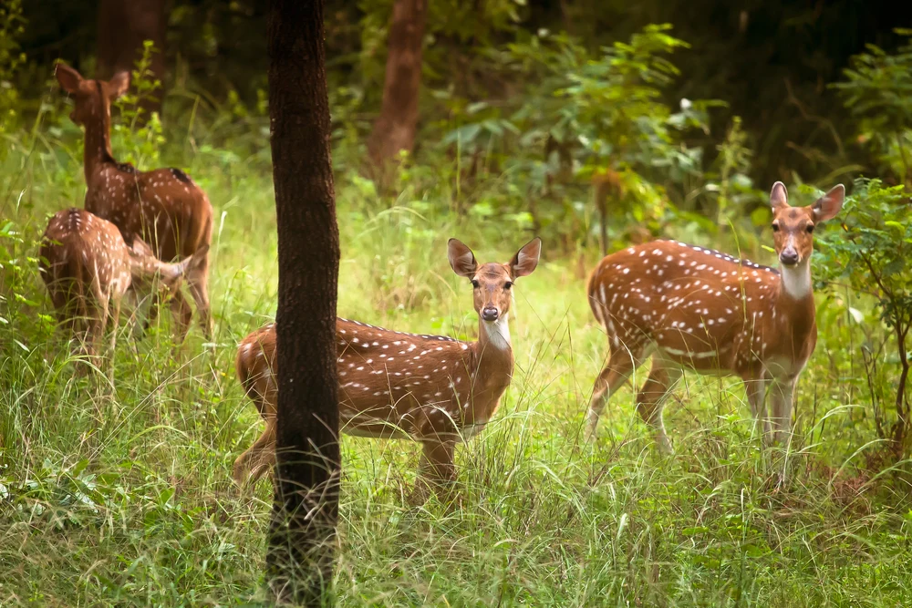 Herd of spotted deer at Bandipur National Park