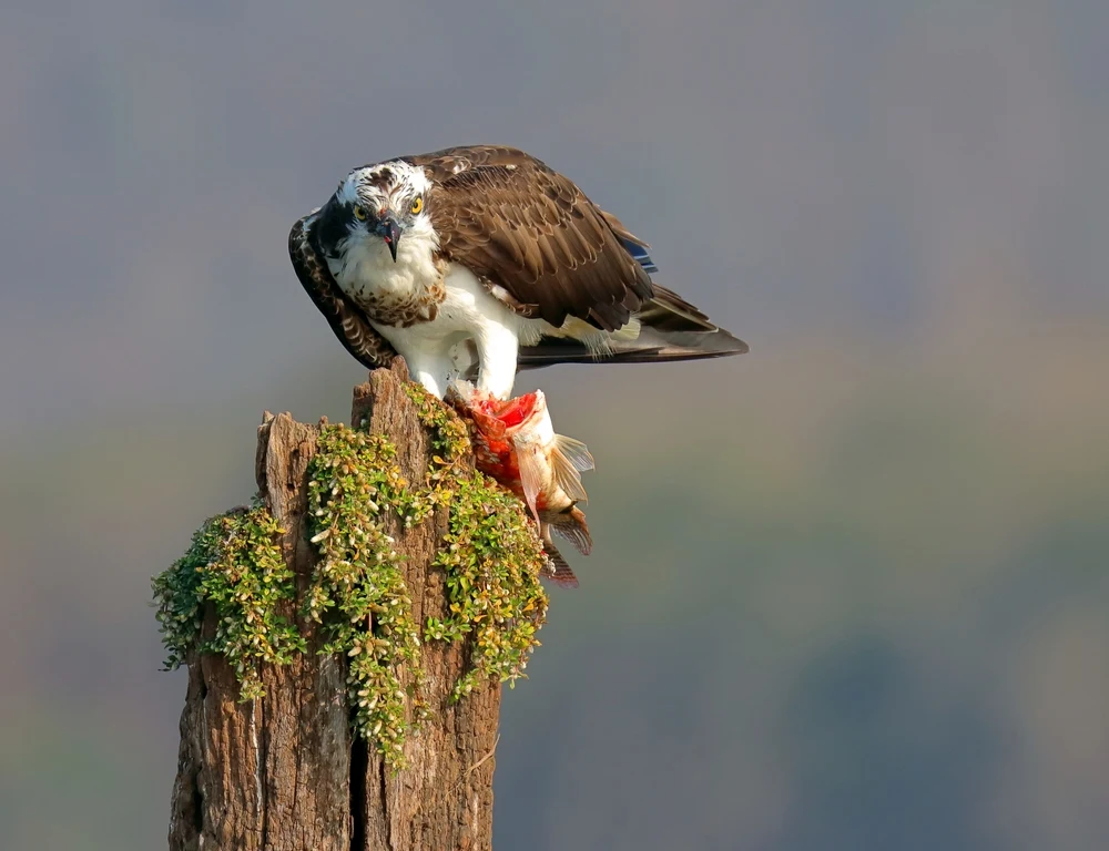 Eagle with a fish kill at Bandipur National Park