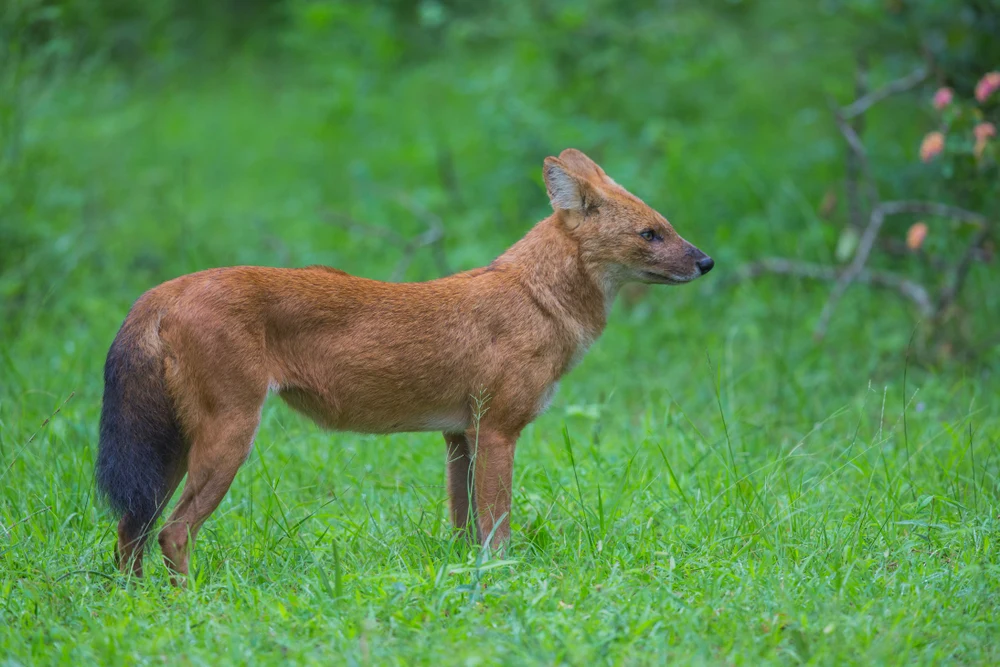 Jackal at Bandipur National Park