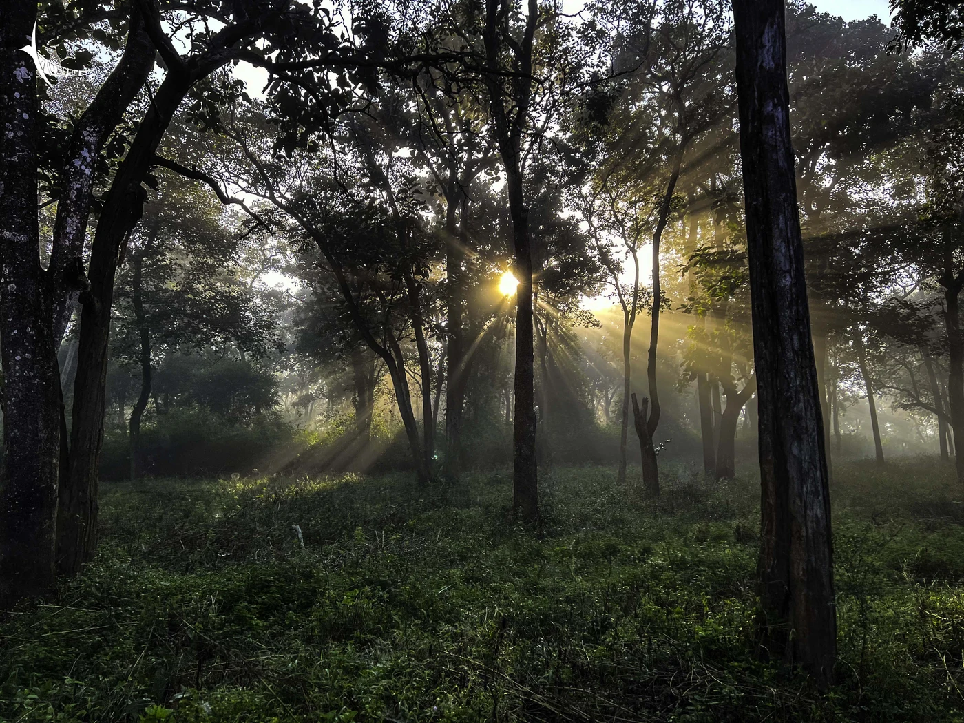 Dense forest of Bandipur Tiger Reserve