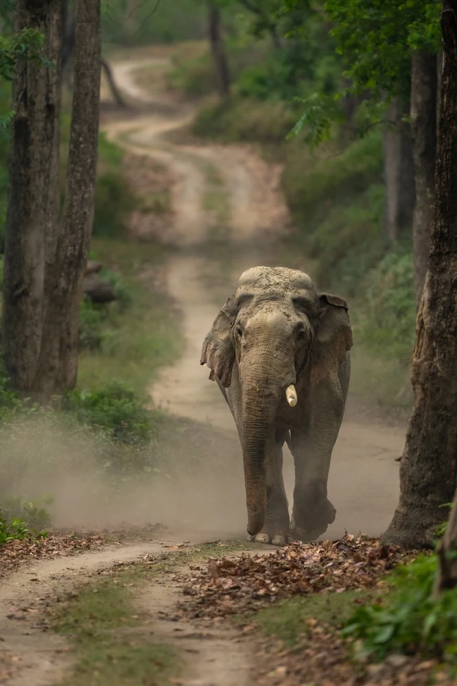 Jim Corbett