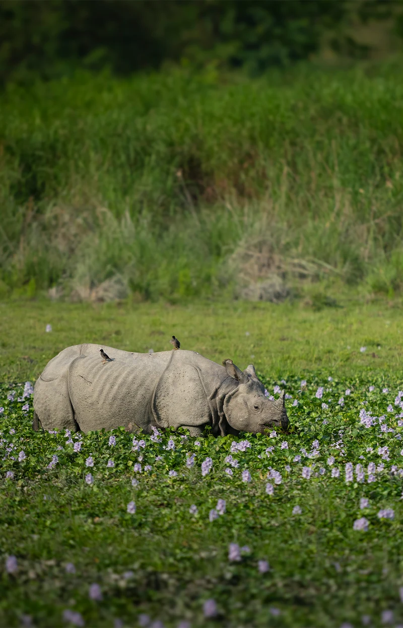 Kaziranga