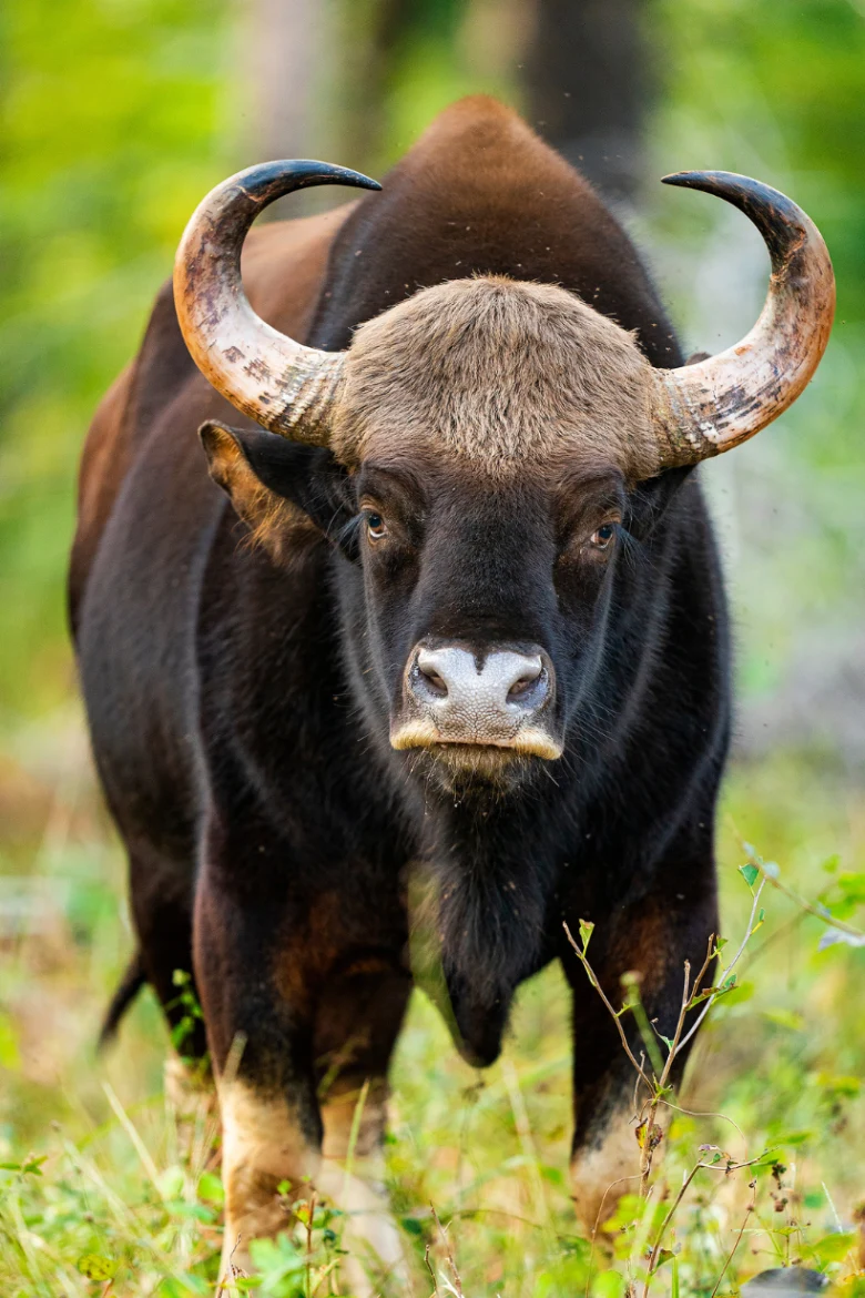 Bandipur