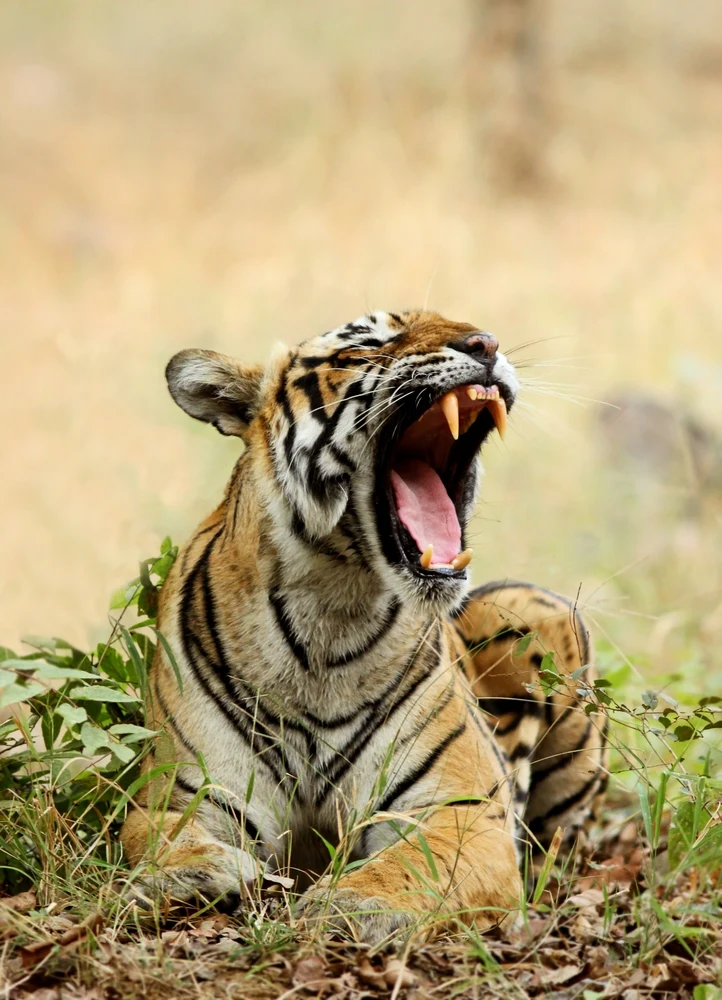 Kanha National Park