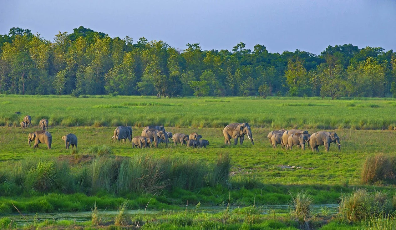 Grassland Meadows