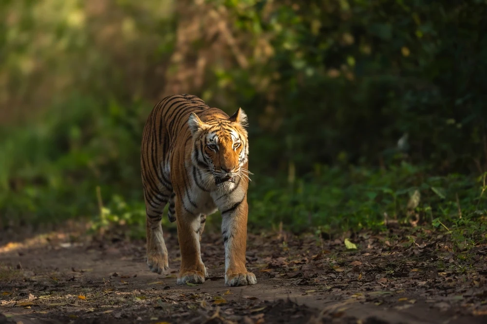 Kishanpur Wildlife Sanctuary