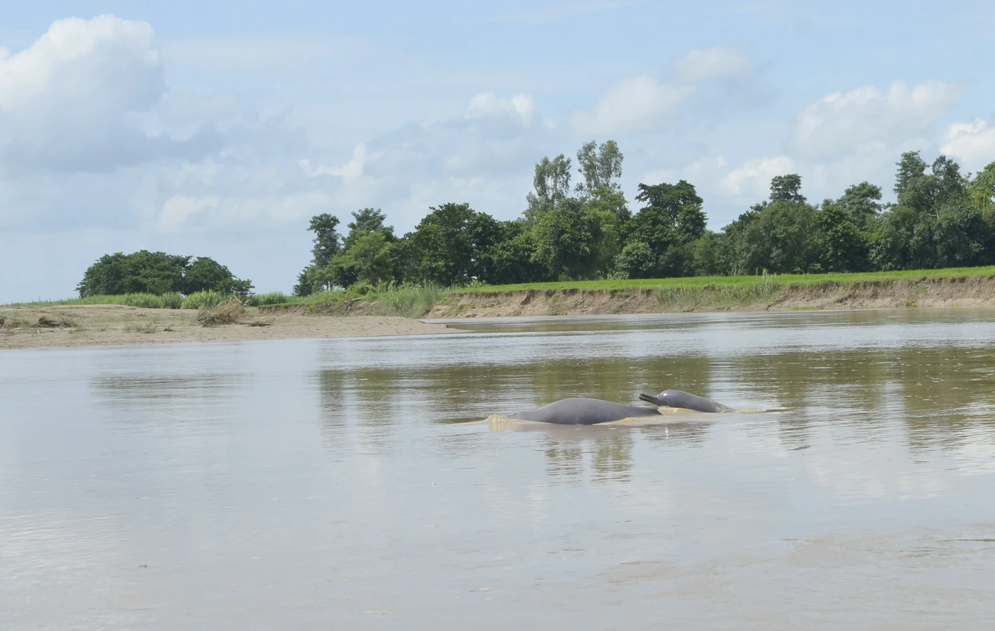 Mohana River