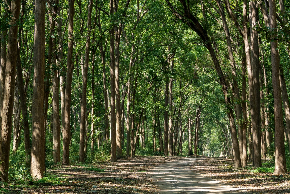 Sal Forest Landscapes