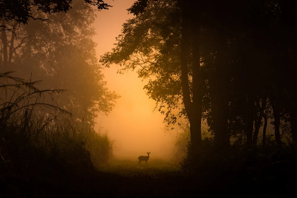 Landscape in Dudhwa National Park