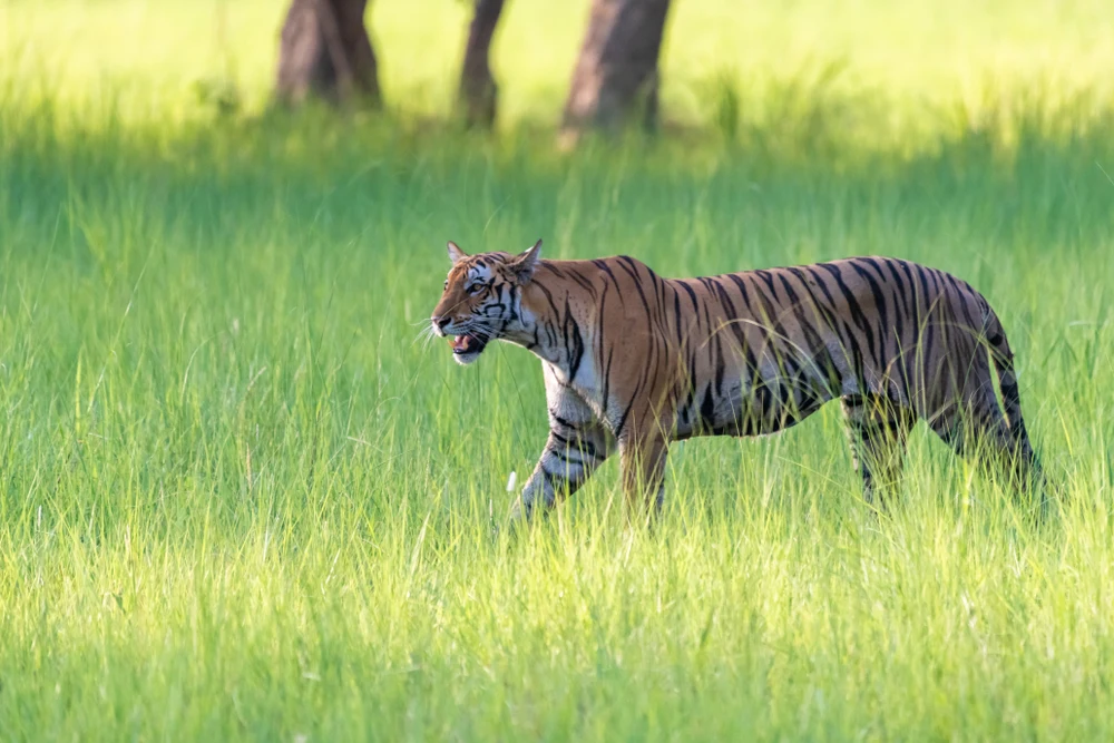 Tigress in the grassland at Dudhwa National Park