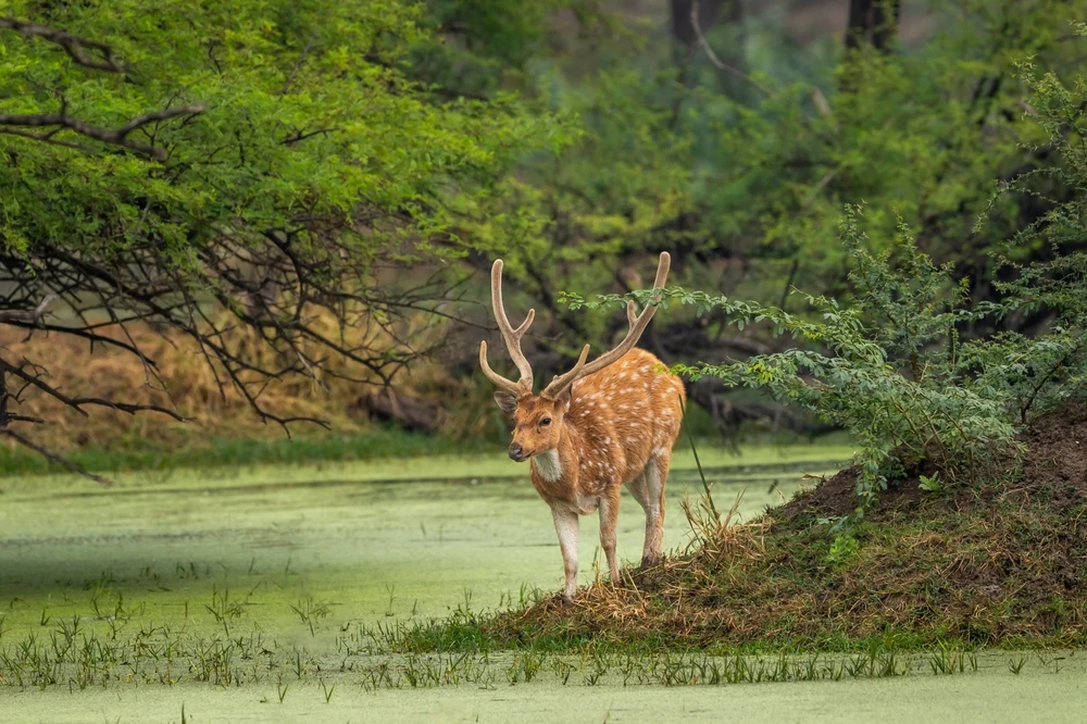 Spotted deer near water body at Dudhwa National Park