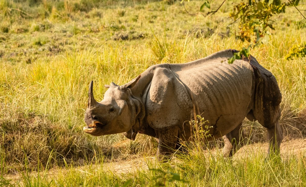 Rhino sighting at Dudhwa National Park