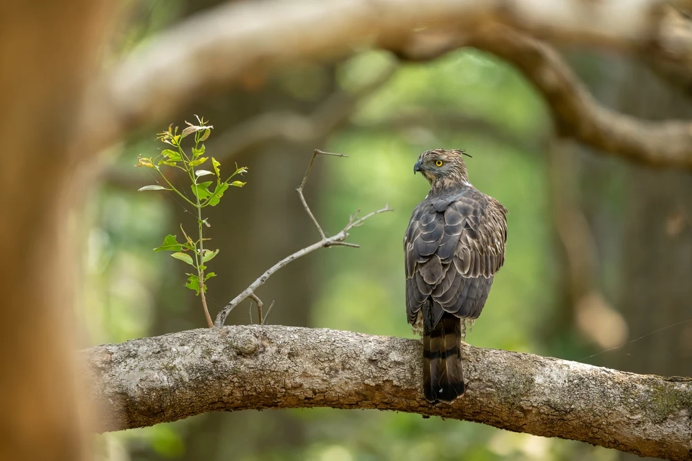 Bird watching at Dudhwa National Park