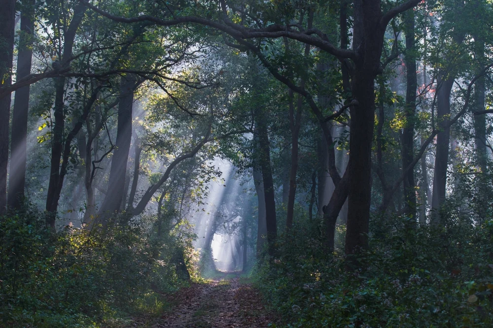 Flora in Dudhwa National Park