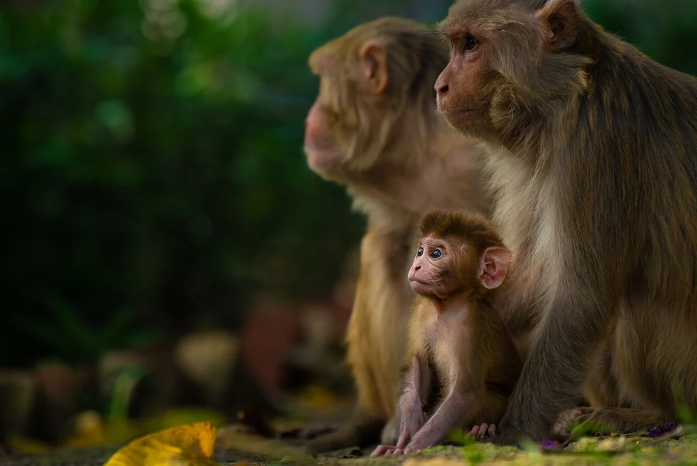 Monkey family at Dudhwa National Park