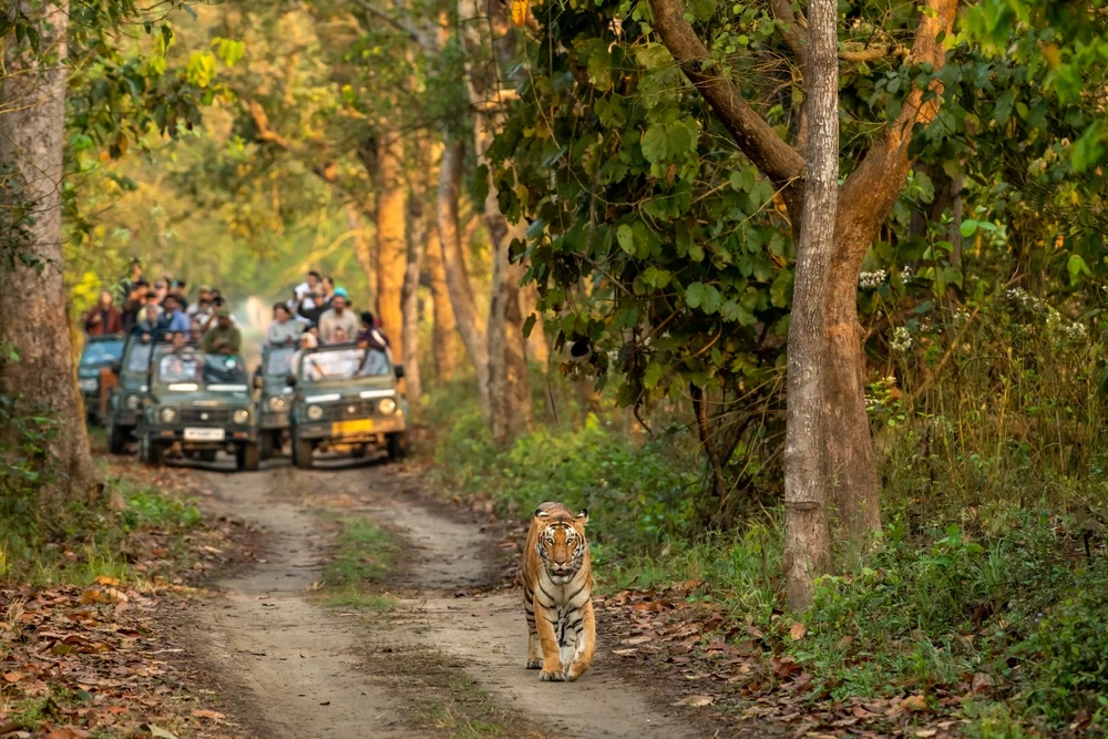 Safari in Dudhwa National Park
