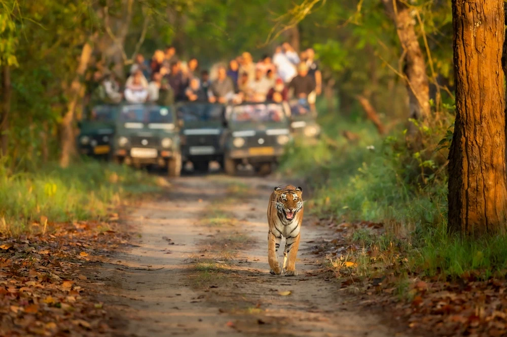 Jeep Safari