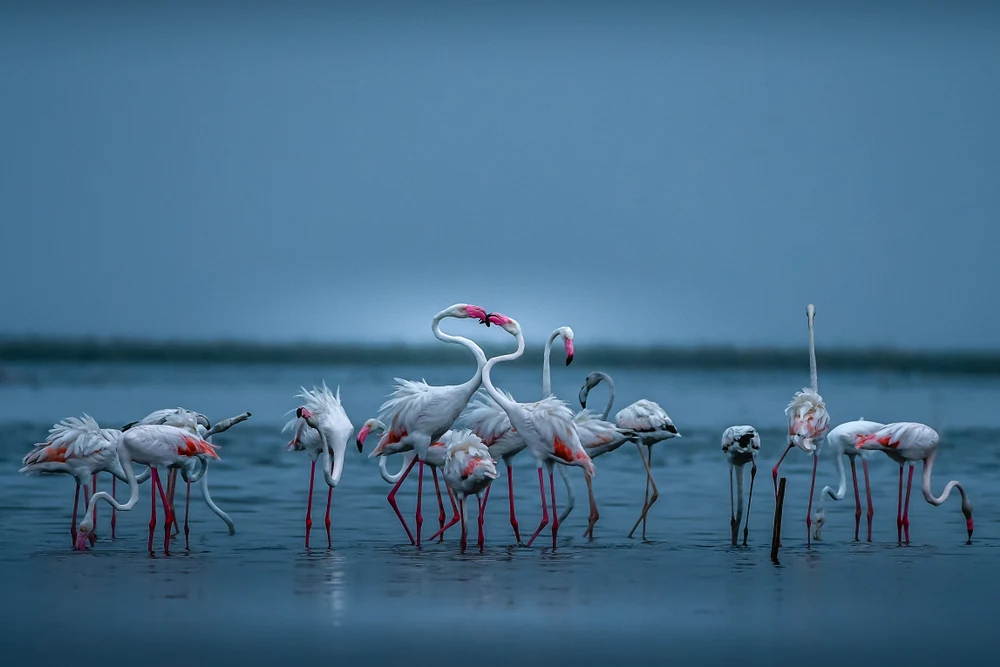 Nalsarovar Lake