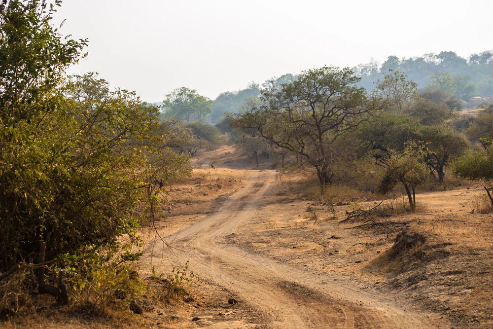 Landscape in Gir National Park