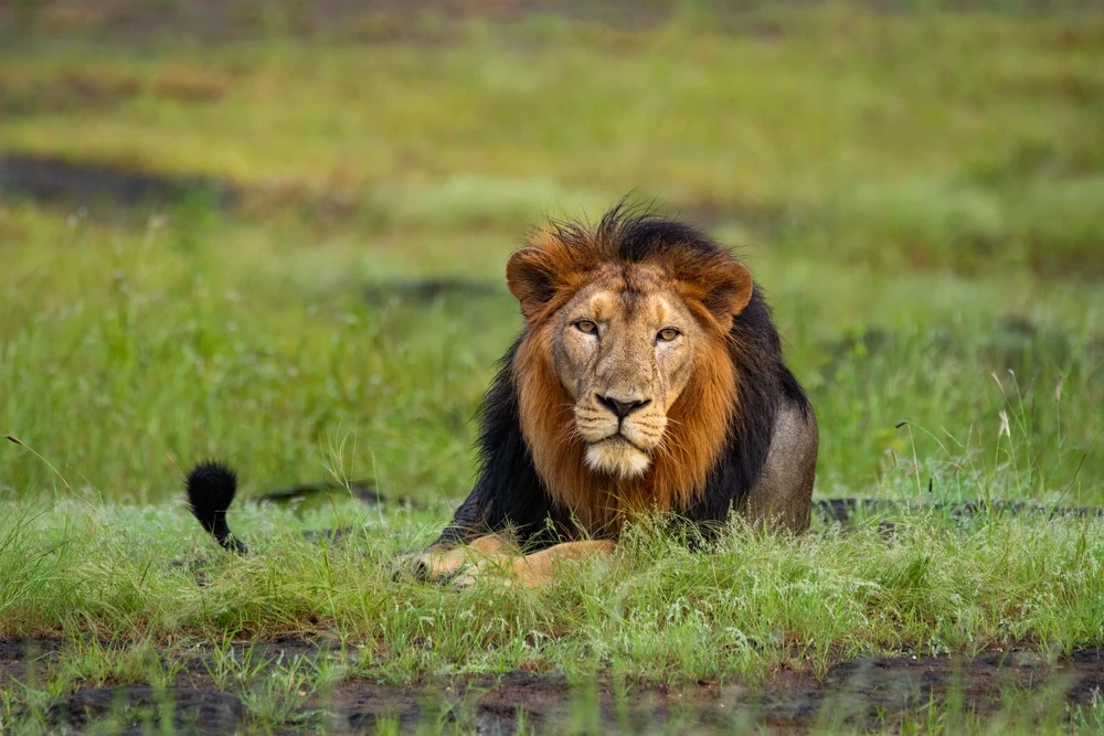 Big male lion at gir national park