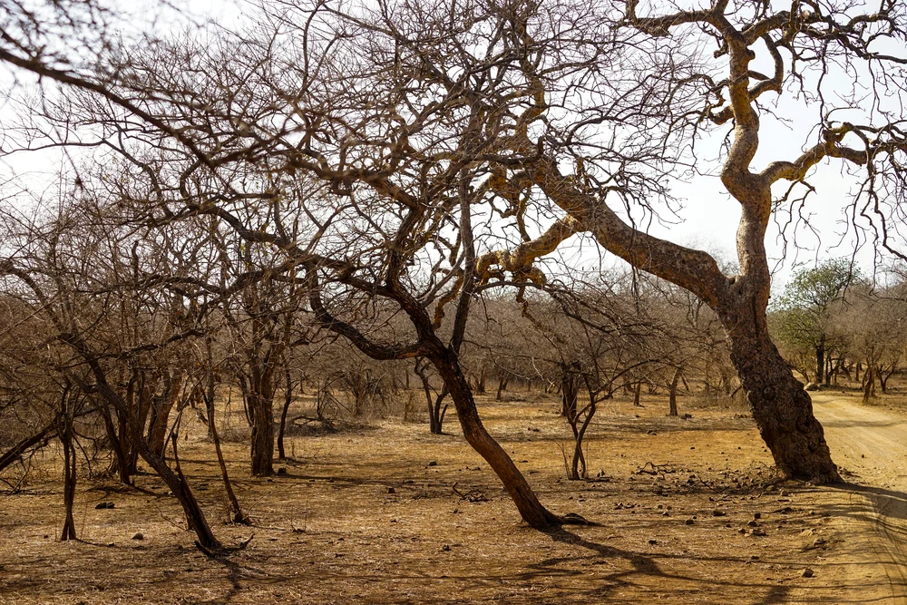 Dry forest of gir national park