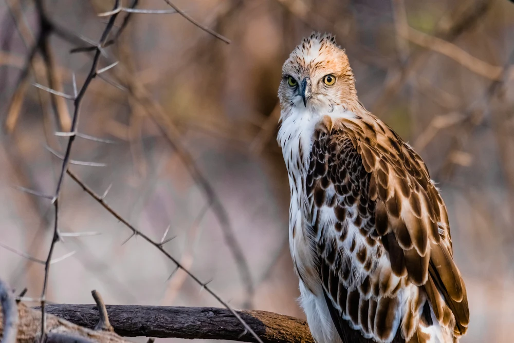 Changeable hawk-eagle at gir national park