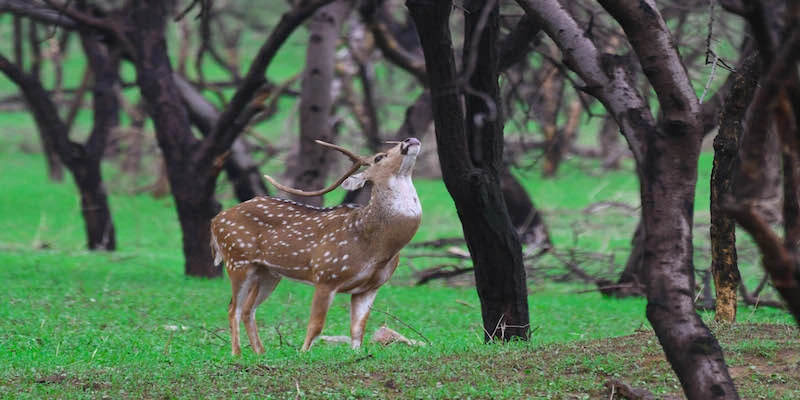 Landscape in Jhalana Leopard Safari