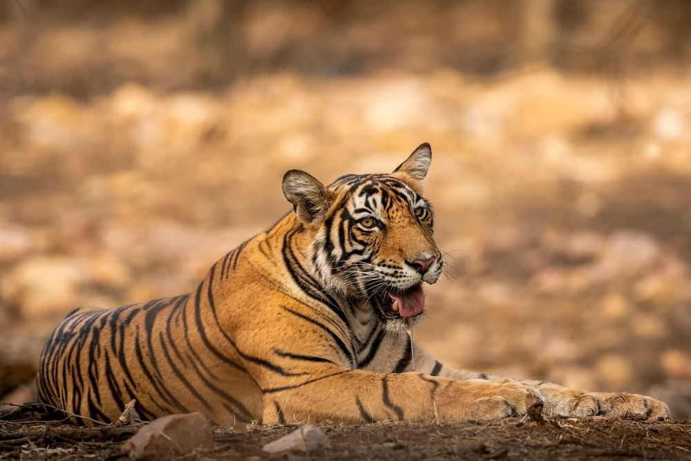 Tiger in Kanha National Park