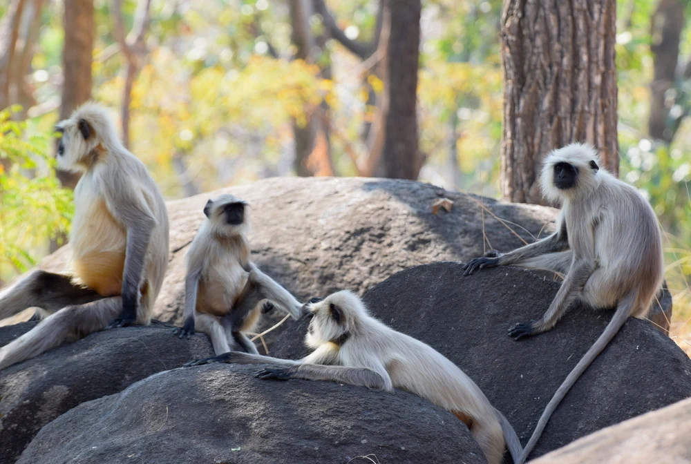 Black face langur in Kanha