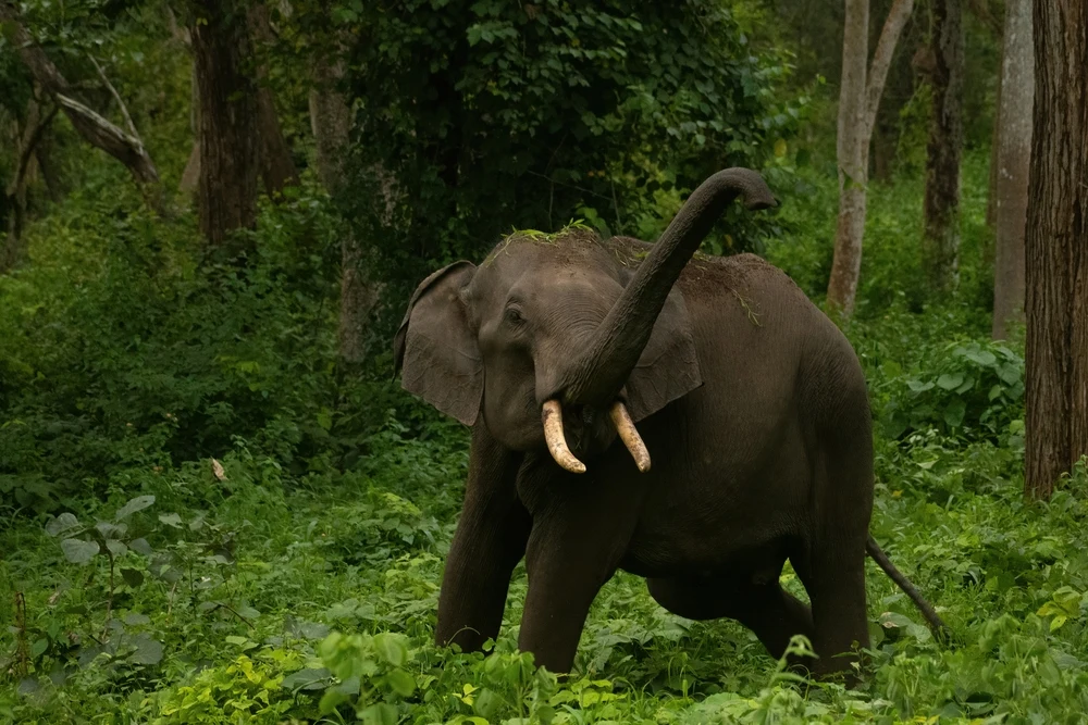 Mudumalai