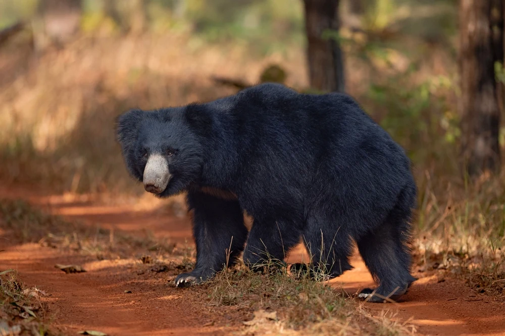 Sloth bear in Panna Tiger Reserve