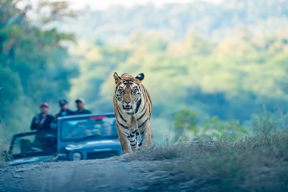 Tiger walking in front of gypsy in Panna Tiger Reserve