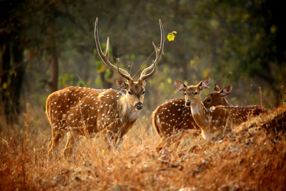 Deer herd grazing in Panna grassland
