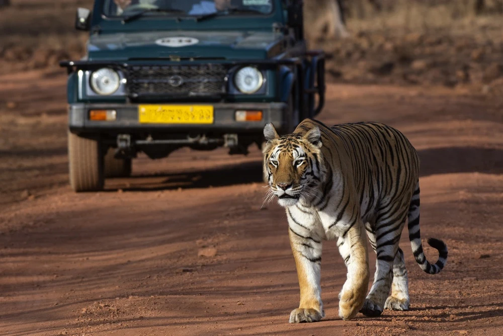 Jeep Safari