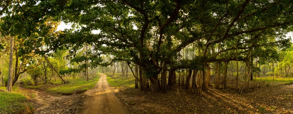 Flora in Pench National Park, Madhya Pradesh