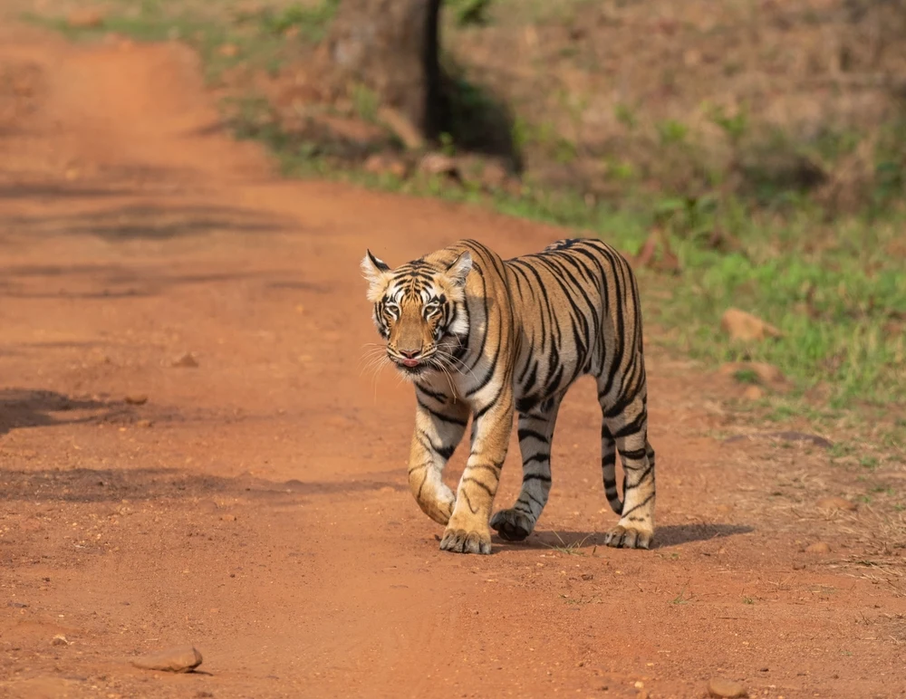 Wildlife in Pench National Park, Madhya Pradesh