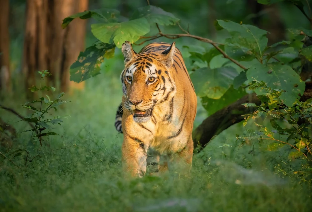 Tiger sighting in Pench Tiger Reserve