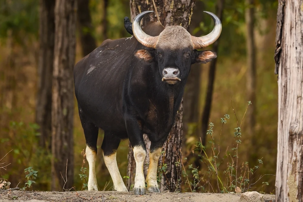 Indian Gaur in Pench Tiger Reserve