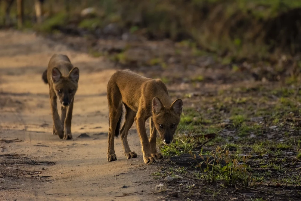 Jungle dogs in Pench Tiger Reserve