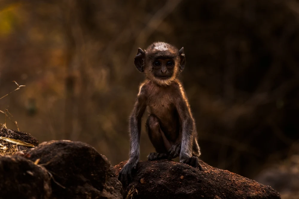 Langur in Pench Tiger Reserve