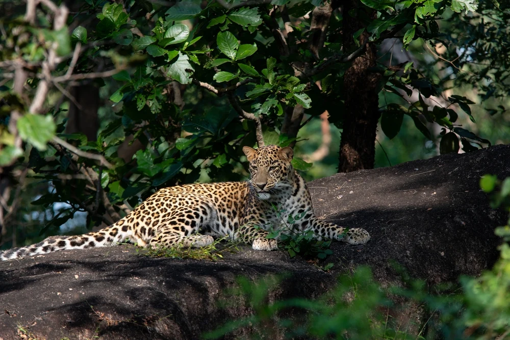 Leopard on tree in Pench Tiger Reserve