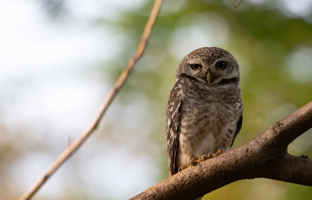 Owl in Pench Tiger Reserve