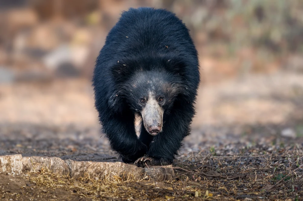Sloth bear in Pench Tiger Reserve