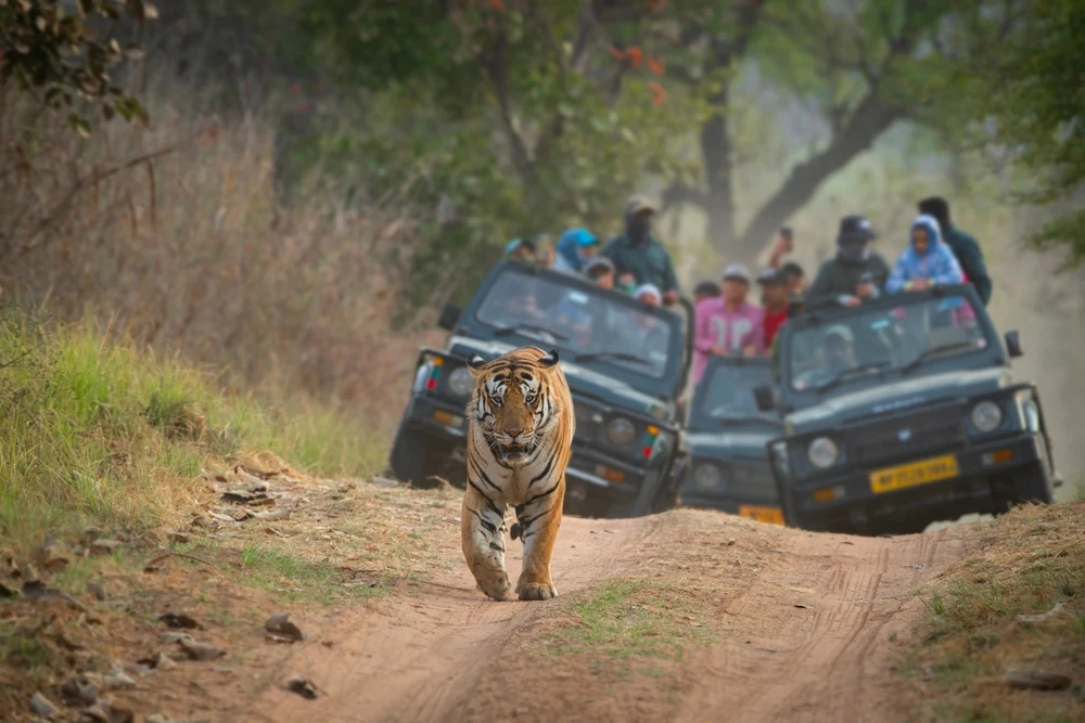 Safari in Pench Tiger Reserve