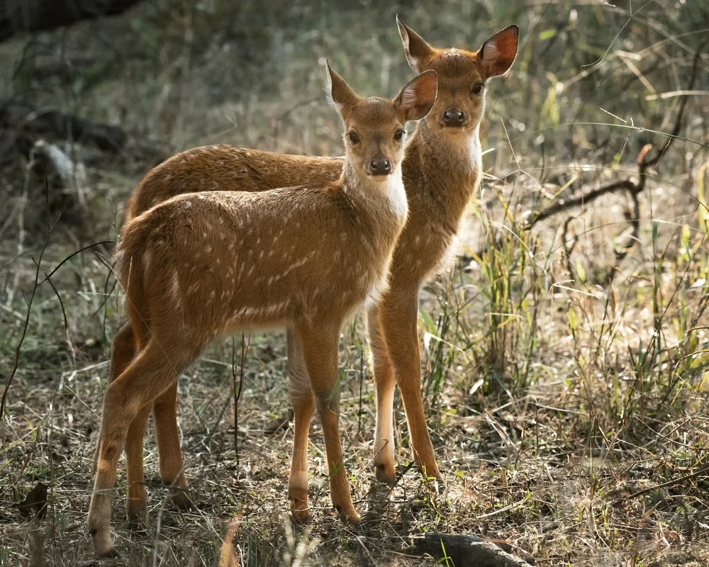 Spotted deer in Pench Tiger Reserve