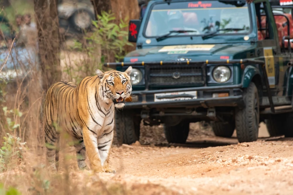 Jeep safari at Pench Tiger Reserve