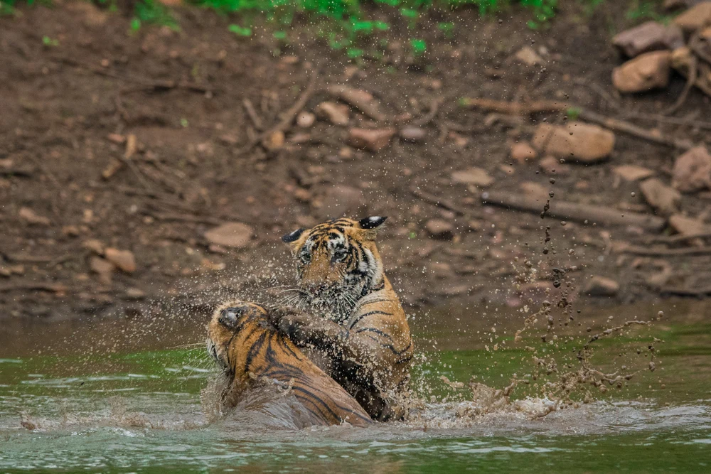 Tigress Duga_s cubs paying in water in zone 4Ranthambore